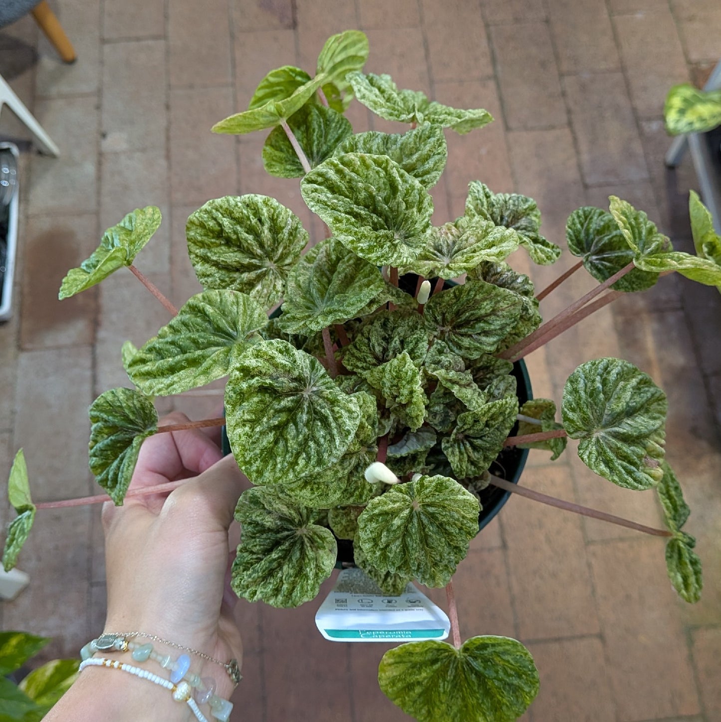 Peperomia Caperata Variegata 140mm