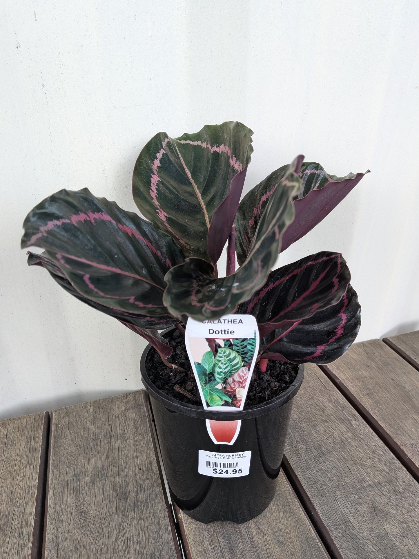 Calathea Dottie 140mm
