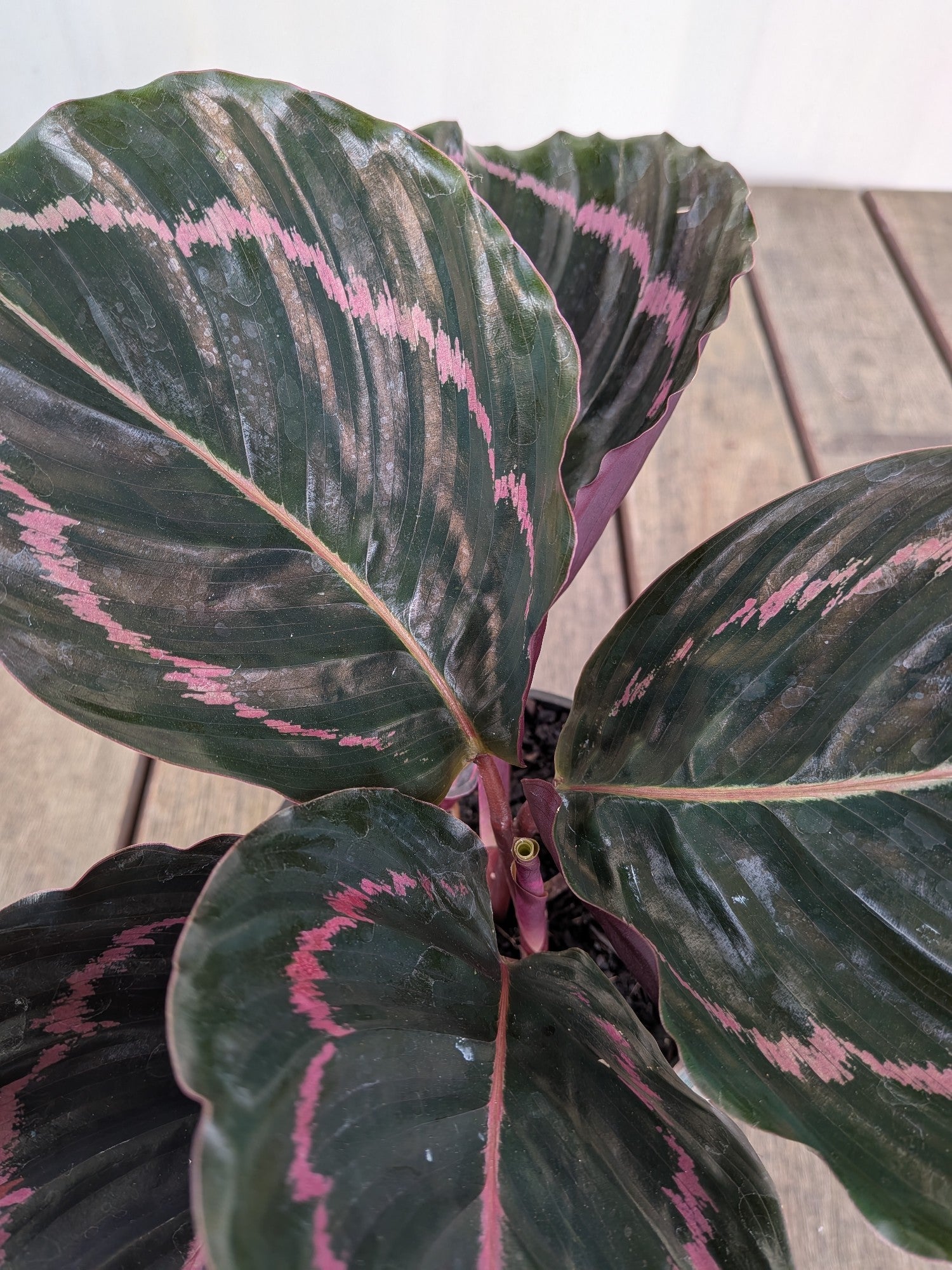 Calathea Dottie 140mm