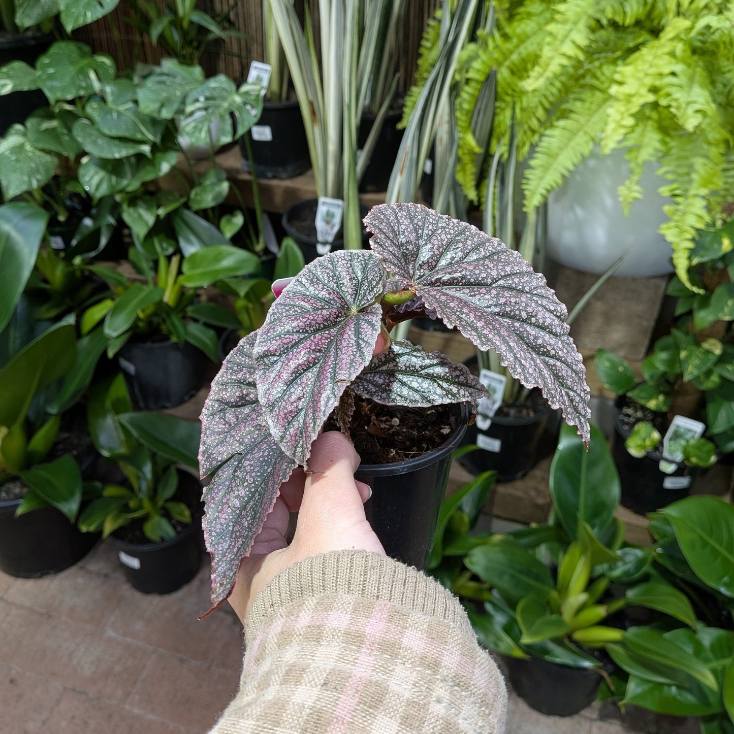 Begonia Maurice Amy 100mm