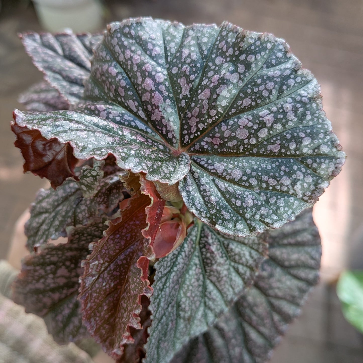Begonia Maurice Amy 100mm