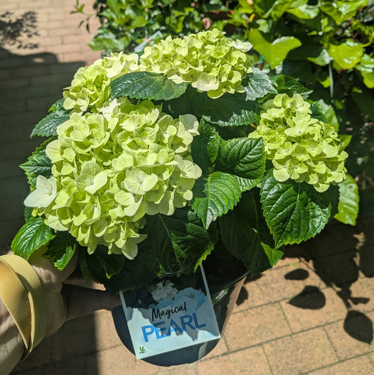 Hydrangea Magical Pearl 200mm