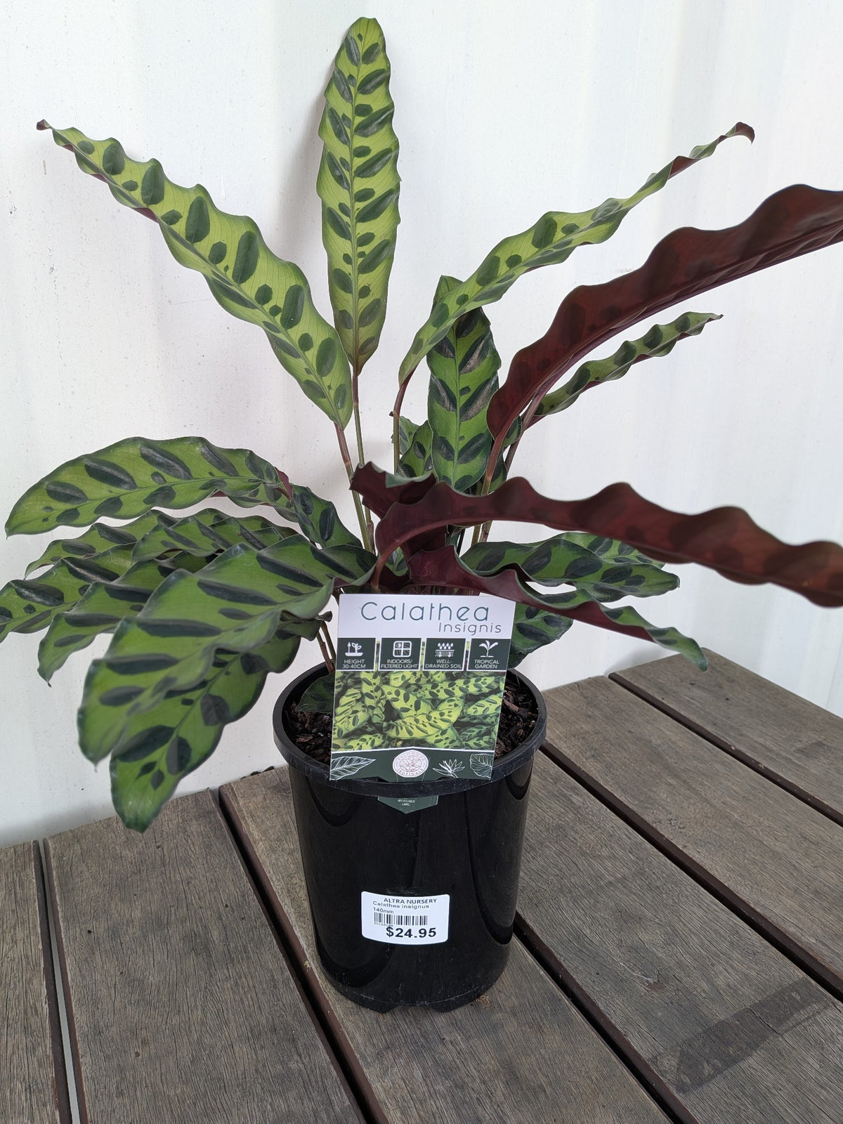 Calathea Insignus 140mm
