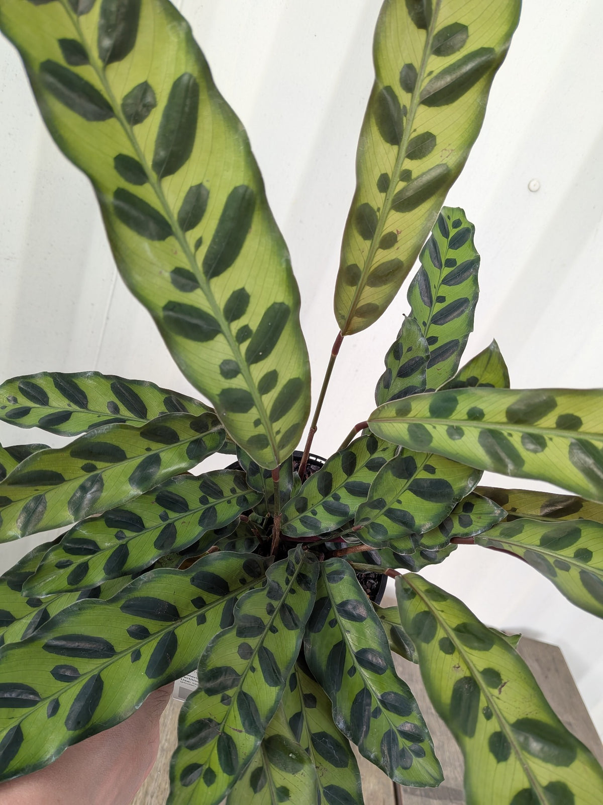 Calathea Insignus 140mm