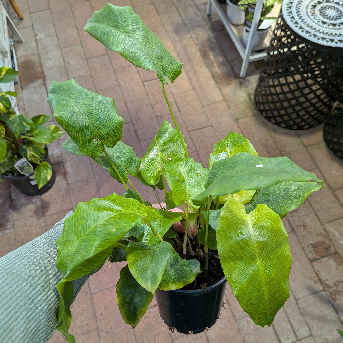 Calathea Musaica 100mm