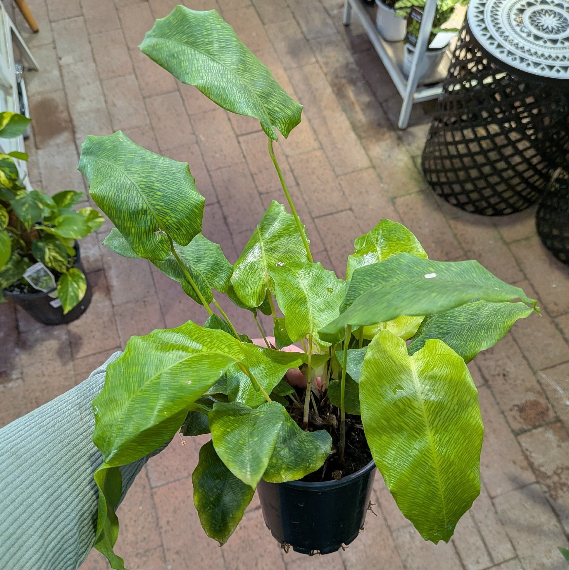 Calathea Musaica 100mm