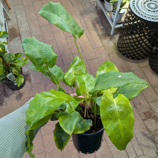 Calathea Musaica 100mm