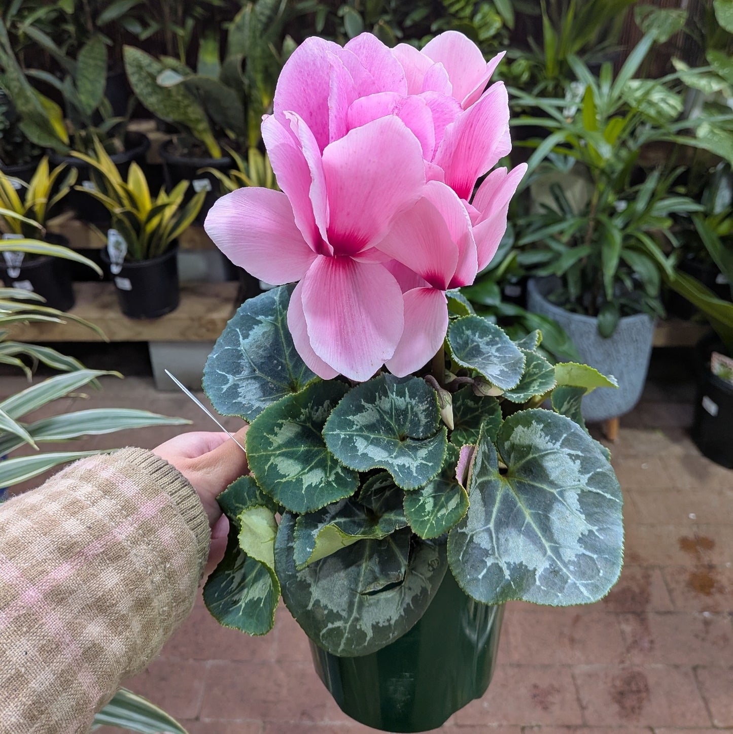 Cyclamen 140mm
