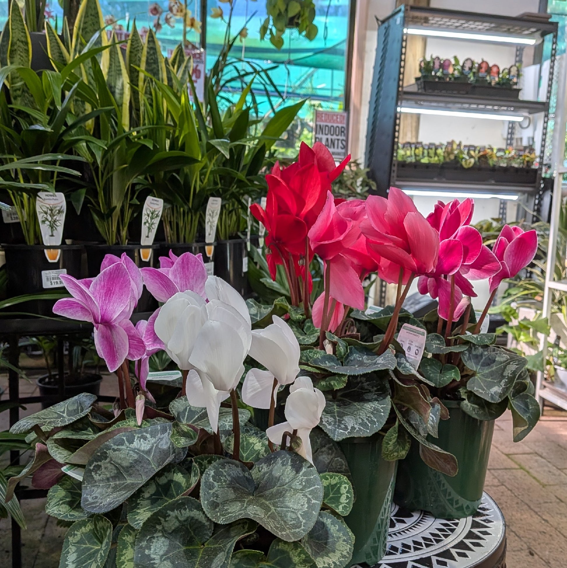 Cyclamen 140mm