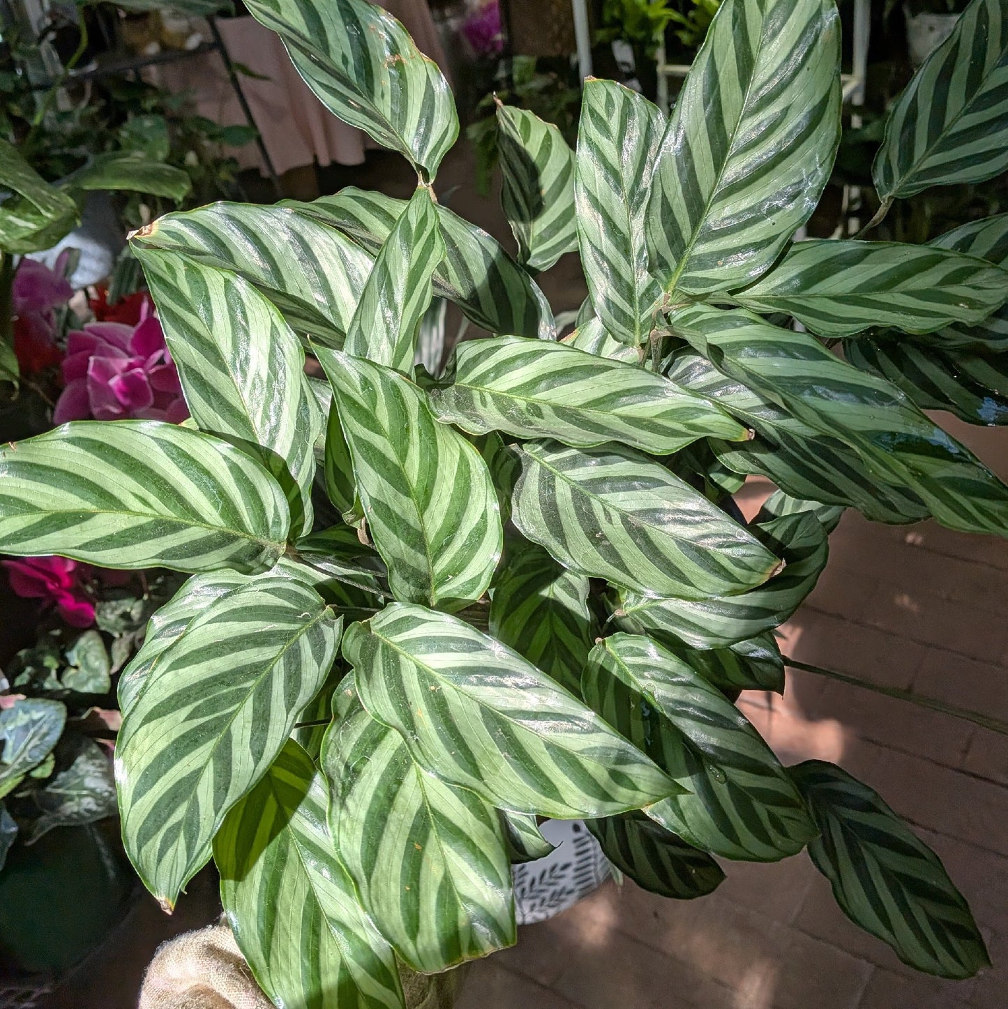 Calathea Freddy 175mm