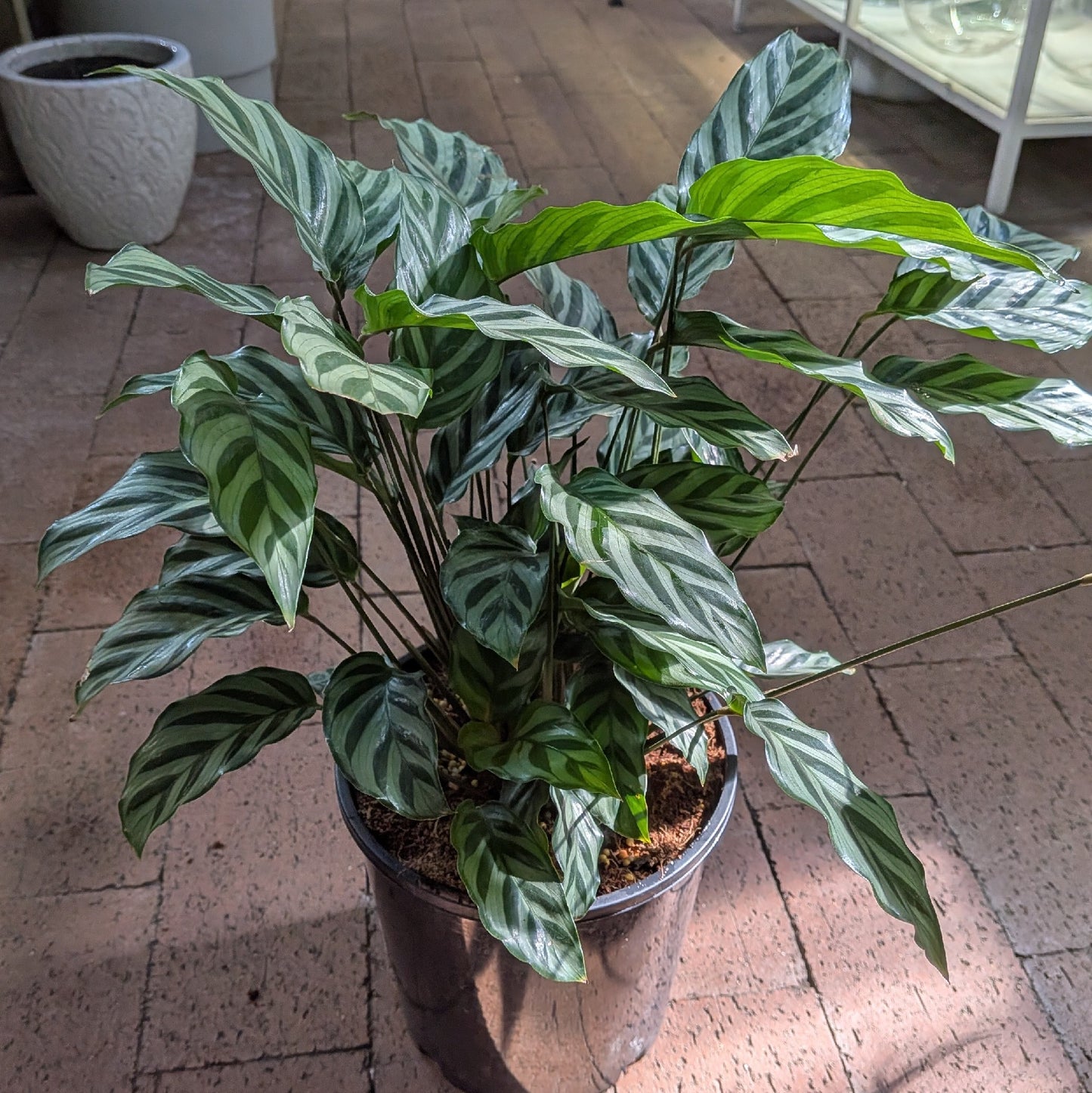 Calathea Freddy 175mm