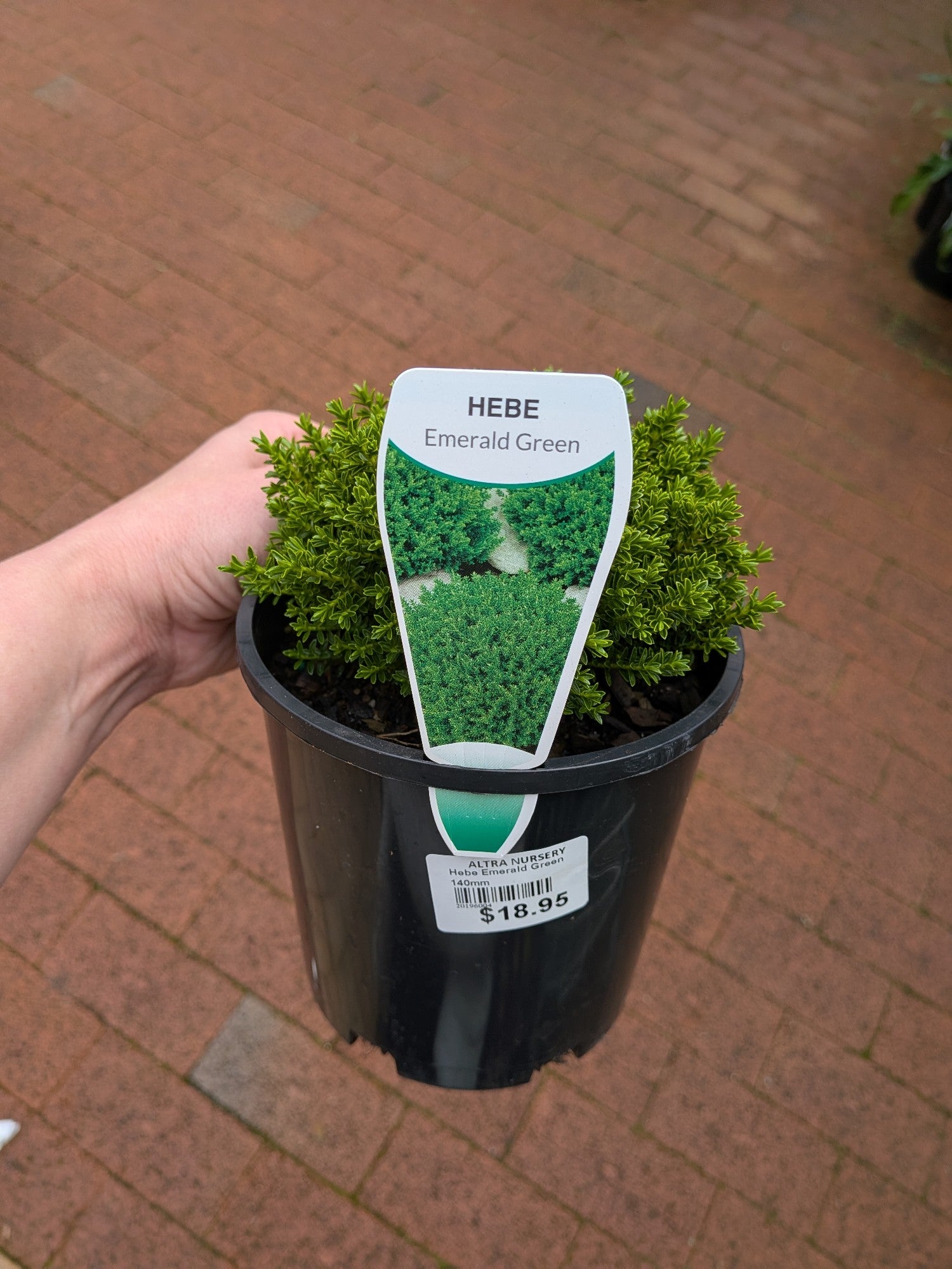 Hebe Emerald Green 140mm