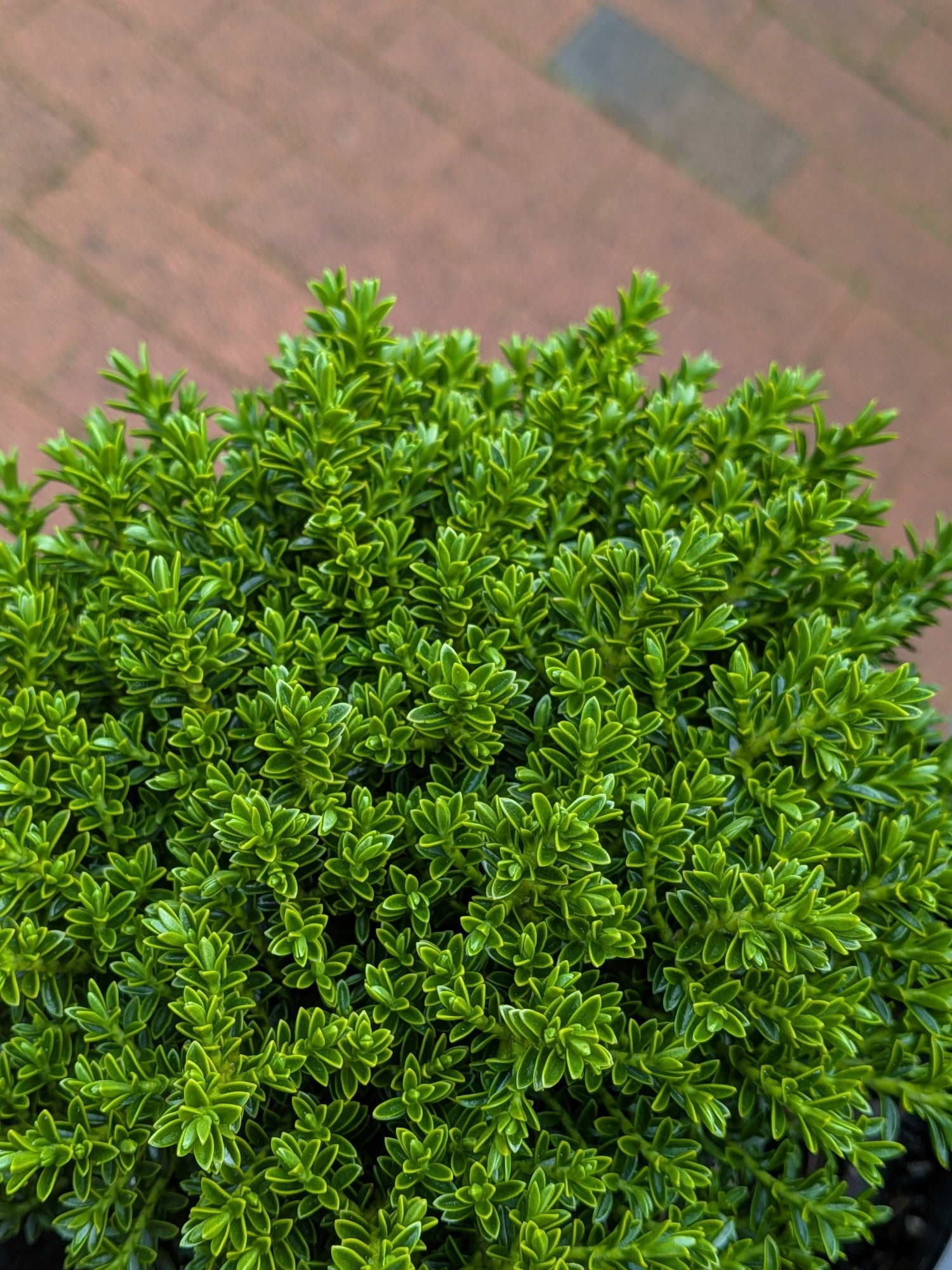 Hebe Emerald Green 140mm