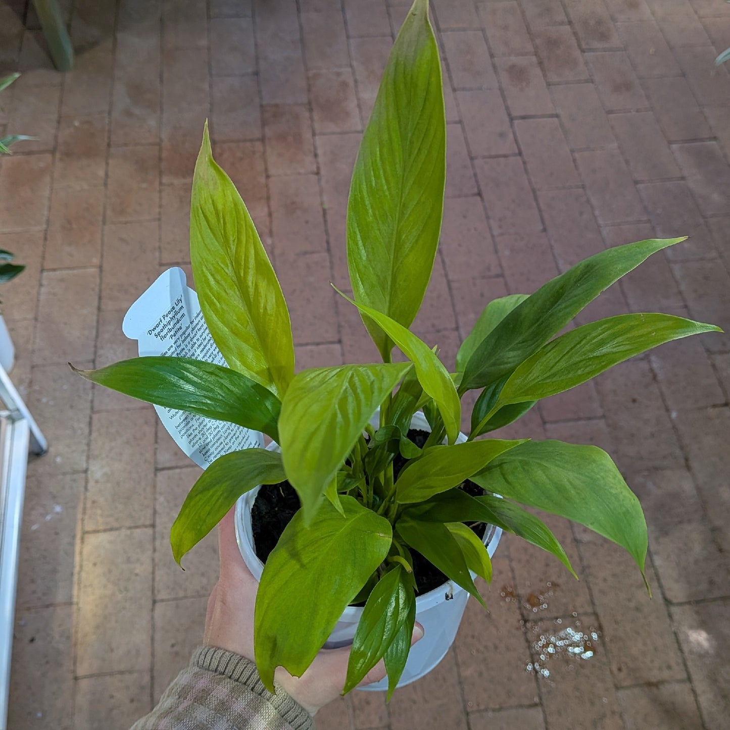 Spathiphyllum 130mm