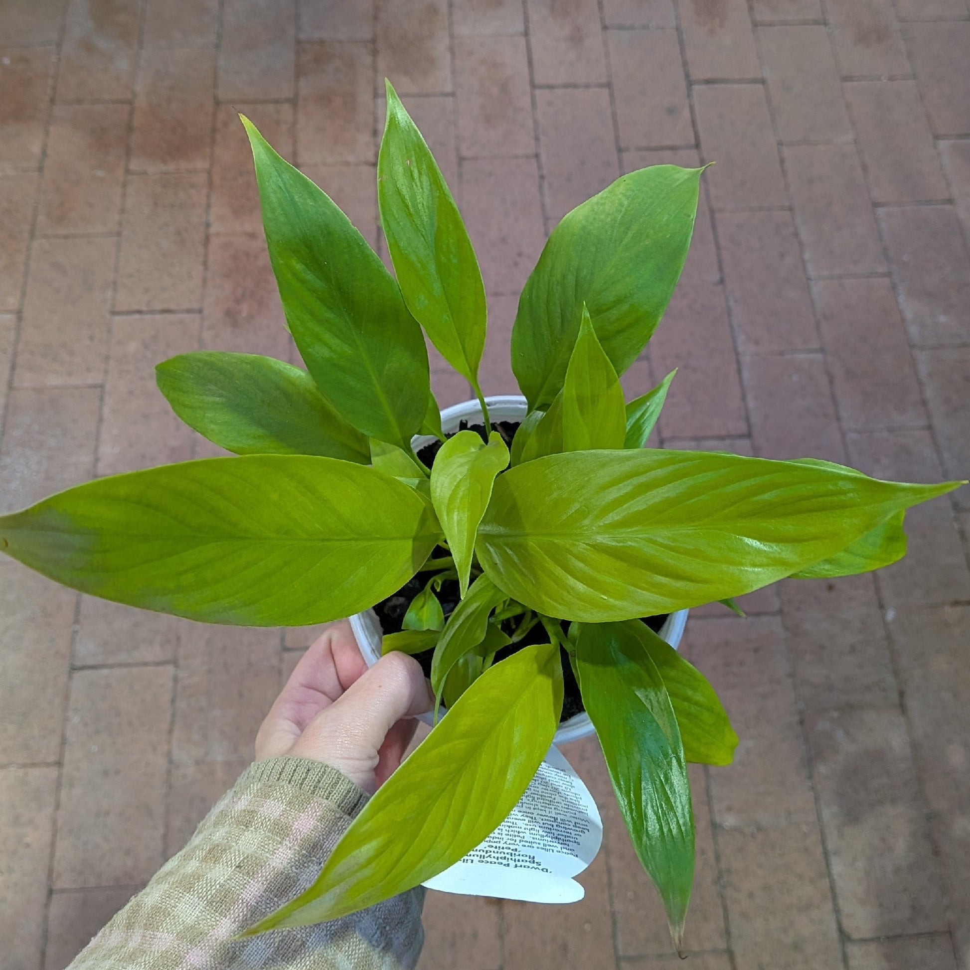 Spathiphyllum 130mm