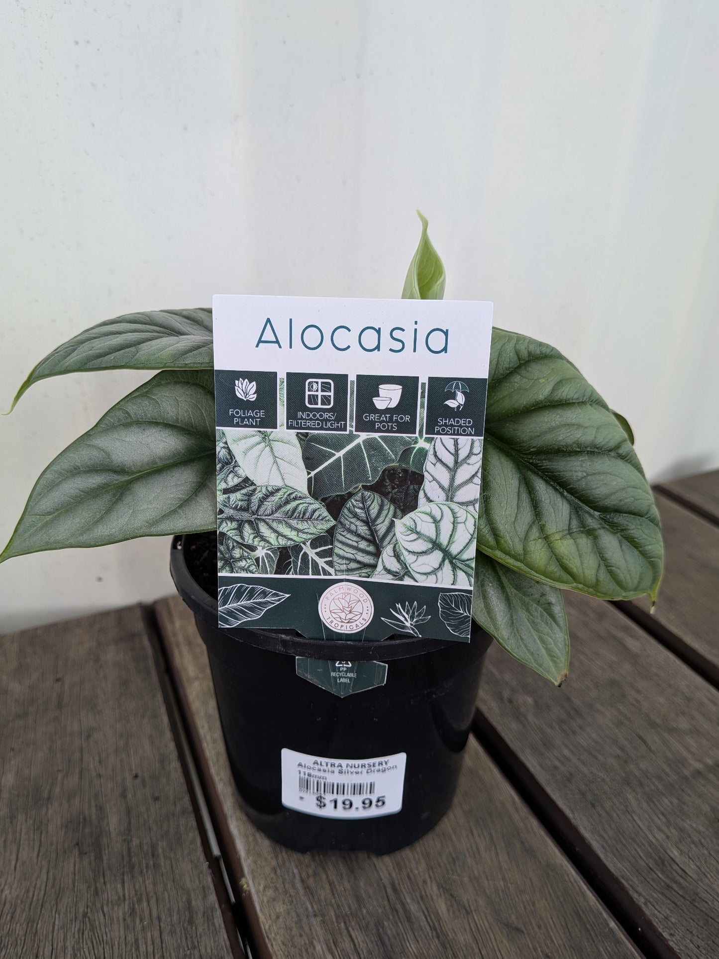 Alocasia Silver Dragon 118mm