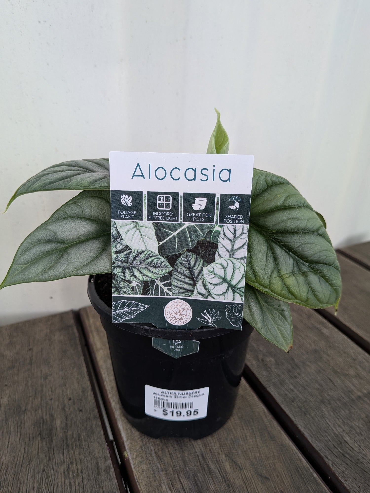 Alocasia Silver Dragon 118mm