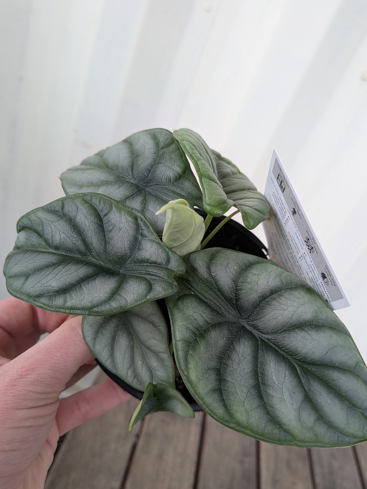 Alocasia Silver Dragon 118mm