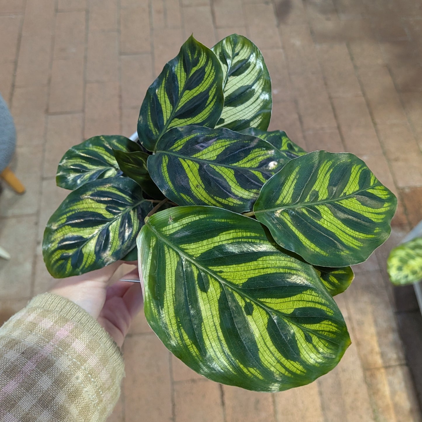 Calathea Makoyana 130mm