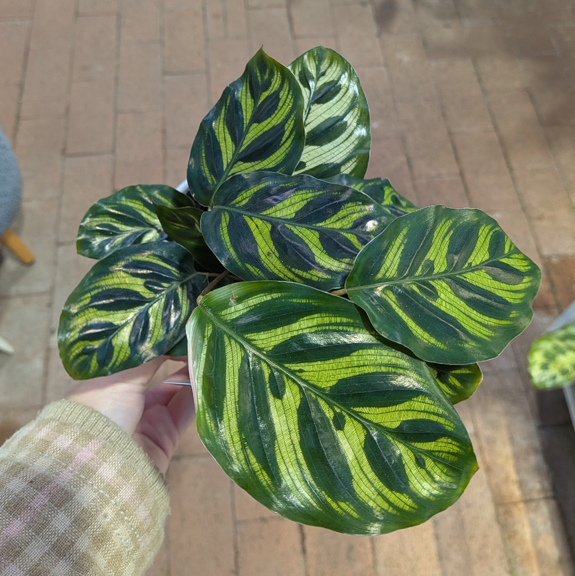 Calathea Makoyana 130mm