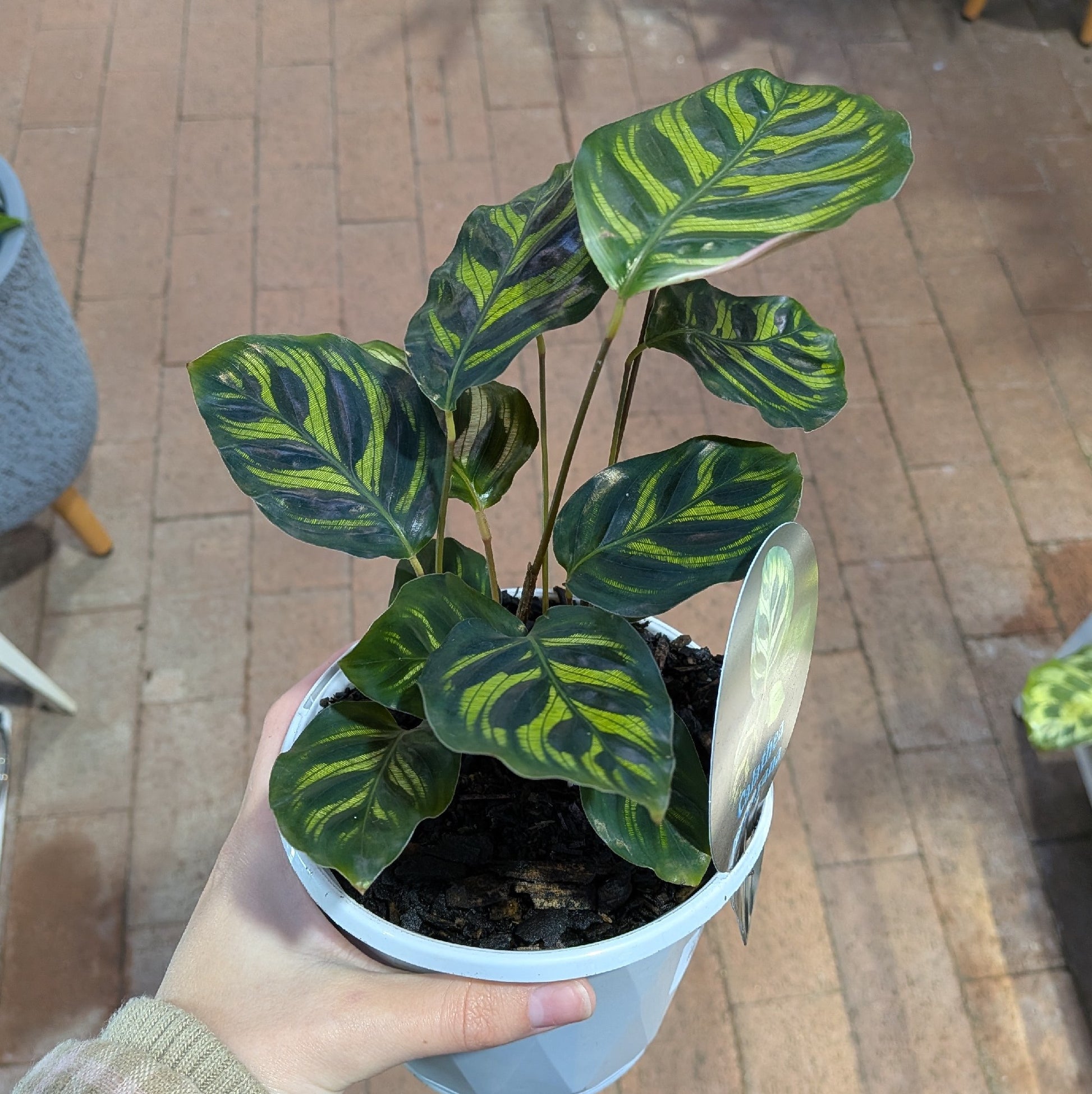Calathea Makoyana 130mm