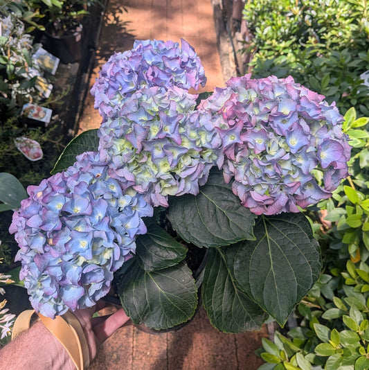 Hydrangea Blue Ball 200mm