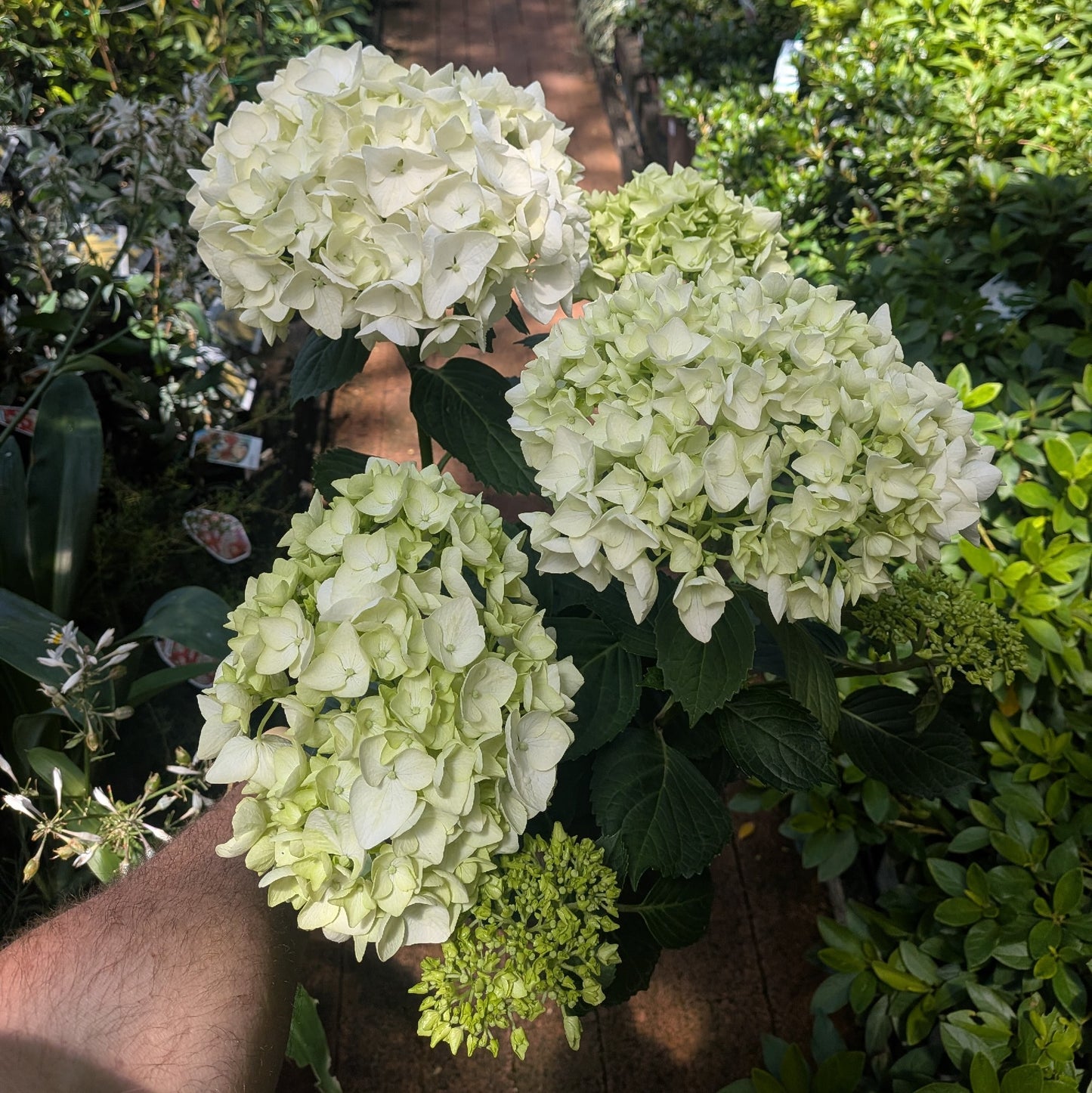 Hydrangea White Ball 200mm