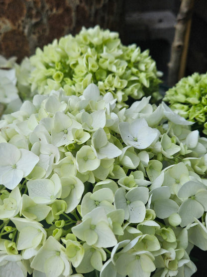 Hydrangea White Ball 200mm