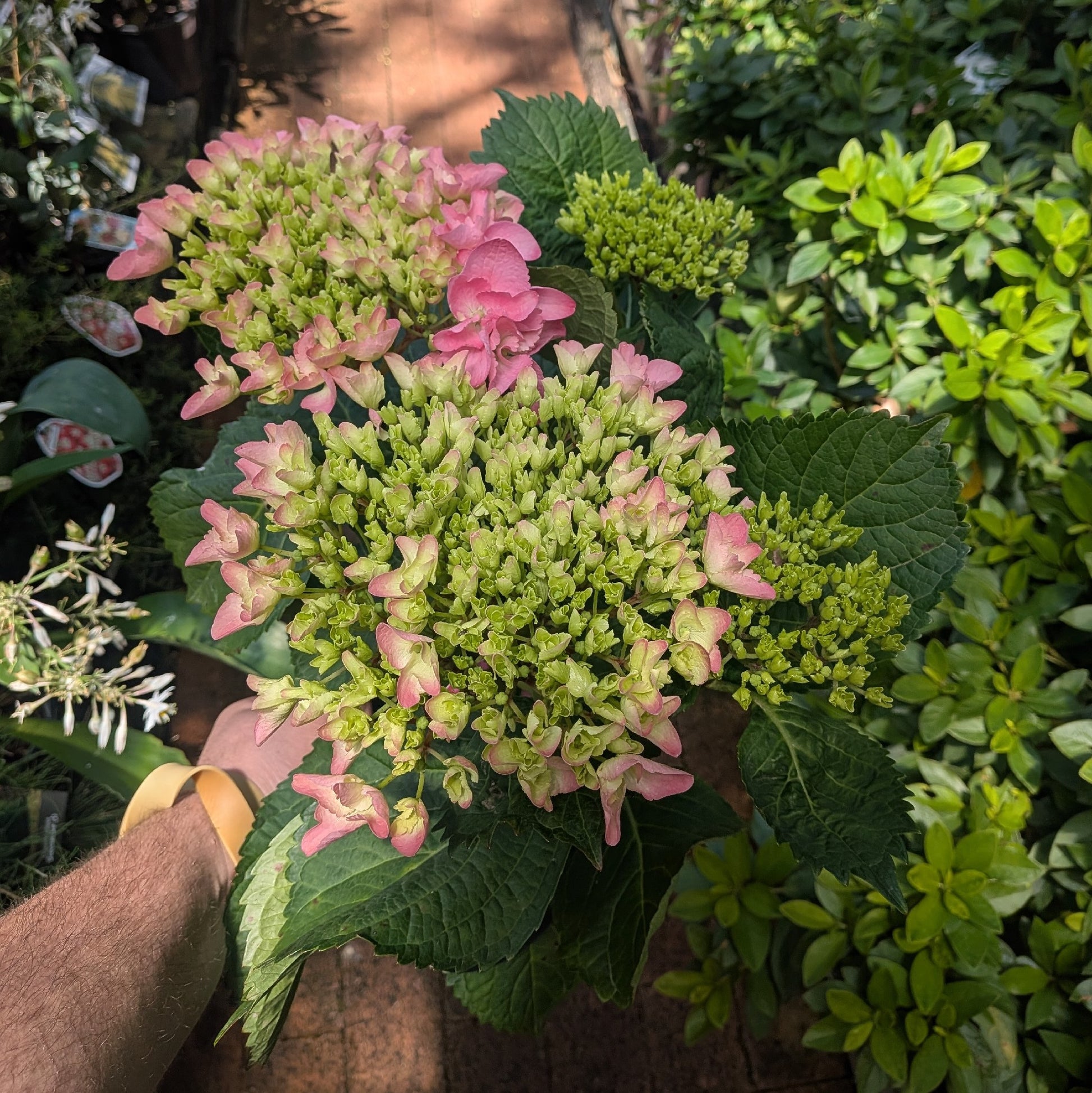 Hydrangea Pink Ball 200mm