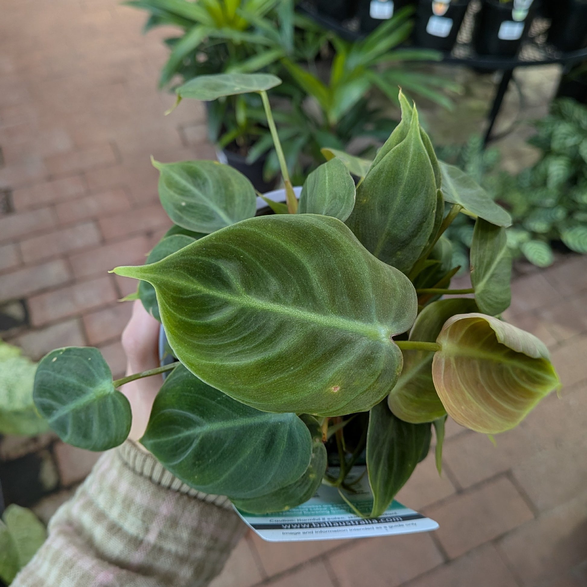 Philodendron El Choco Red 130mm