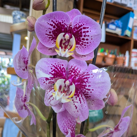 Phalaenopsis Orchid Large Double