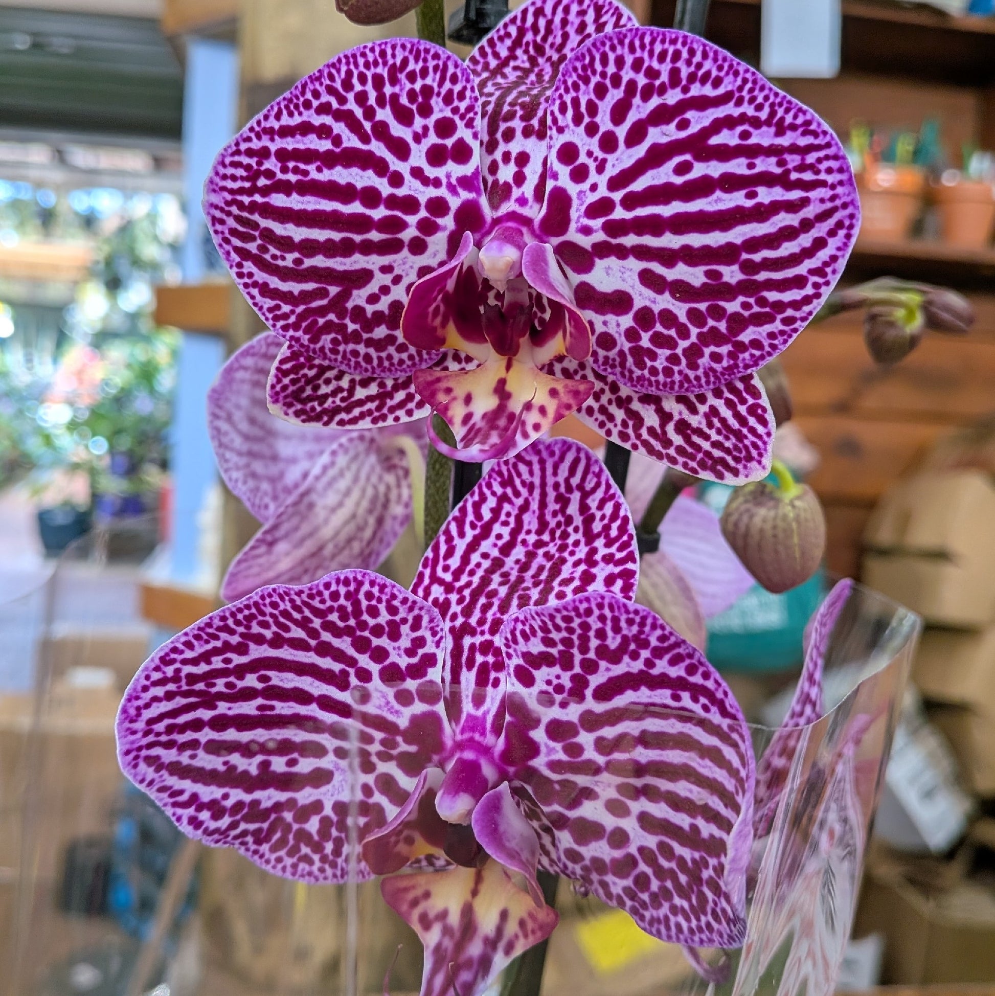 Phalaenopsis Orchid Large Double