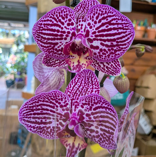 Phalaenopsis Orchid Large Double