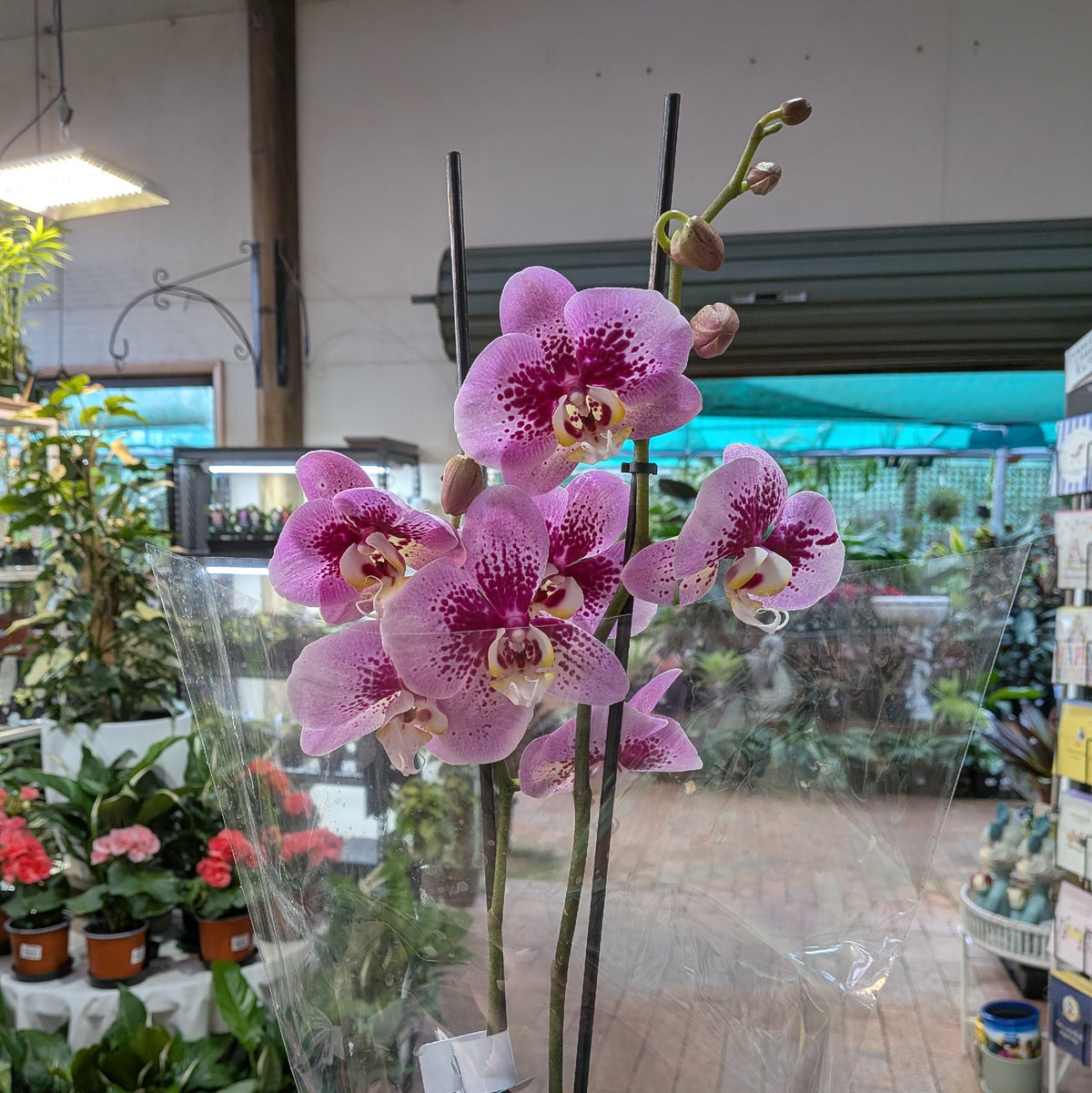 Phalaenopsis Orchid Large Double