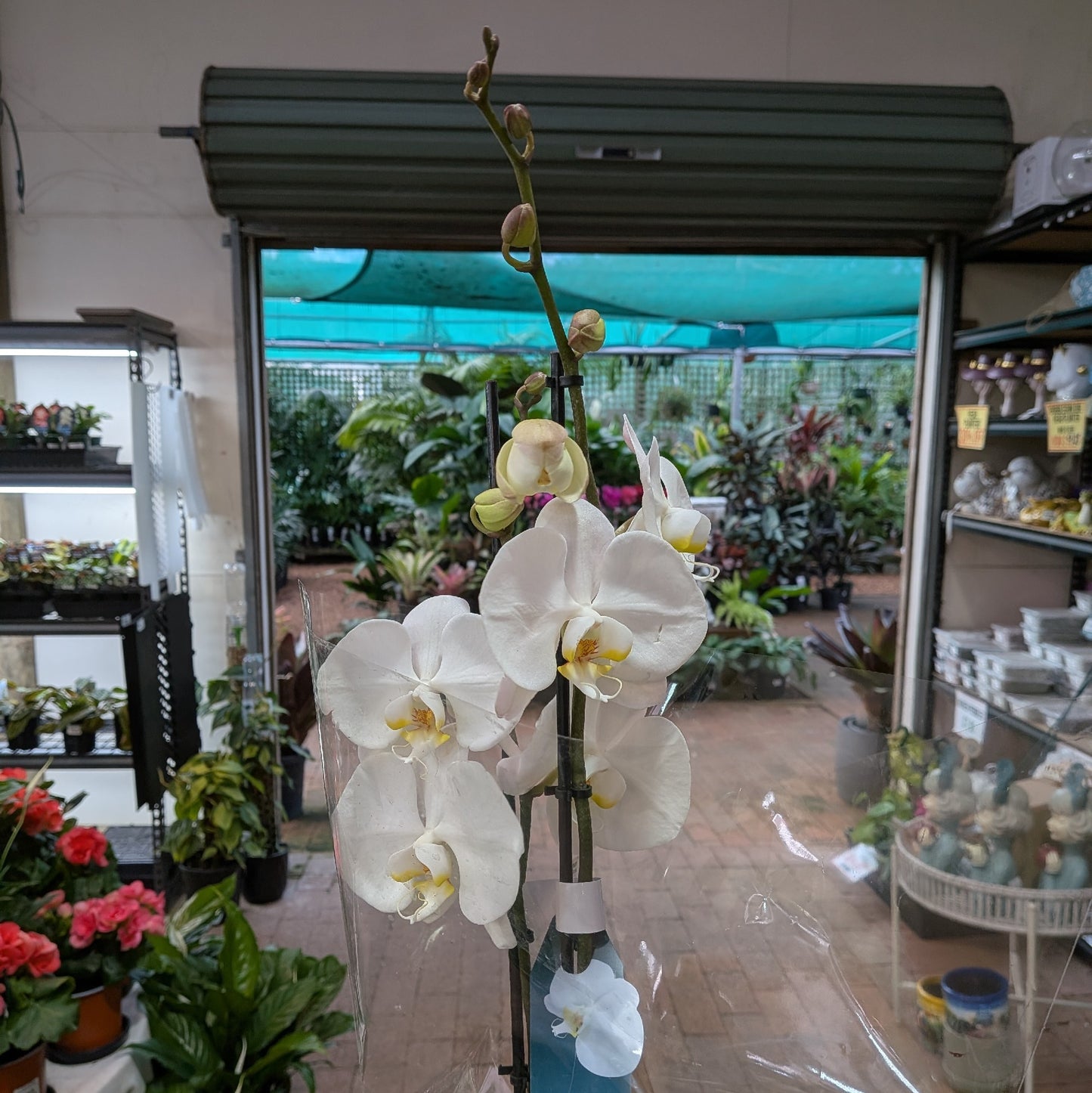 Phalaenopsis Orchid Large Double