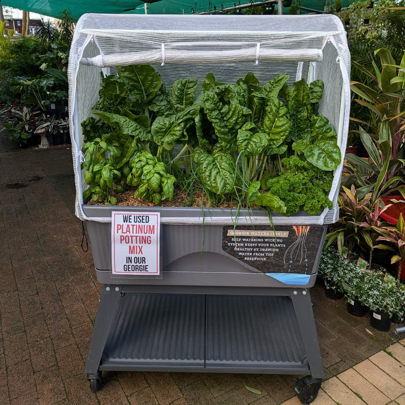 The full Georgie set in grey, planted up at Altra Nursery