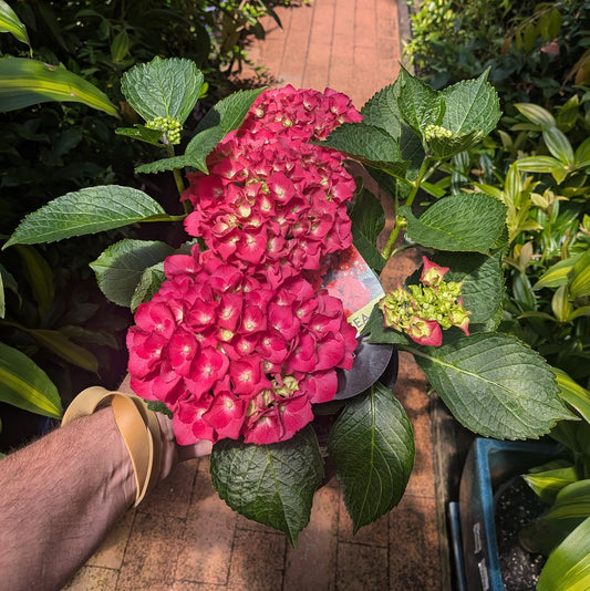 Hydrangea Red 175mm