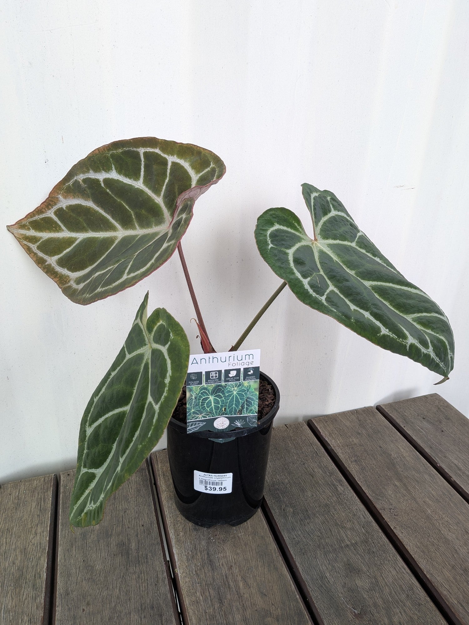 Anthurium Crystallinum X Magnificum 140mm