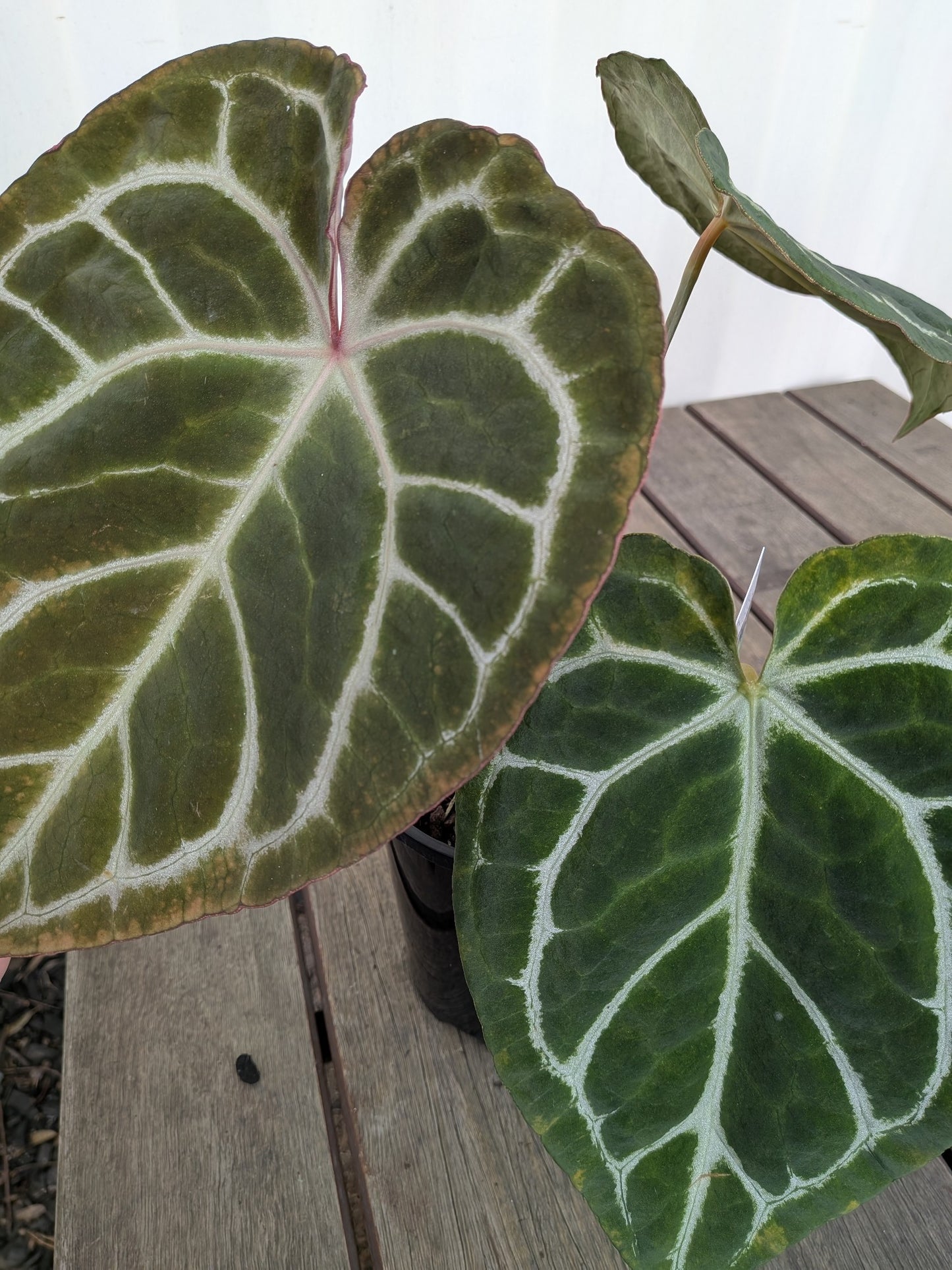 Anthurium Crystallinum X Magnificum 140mm