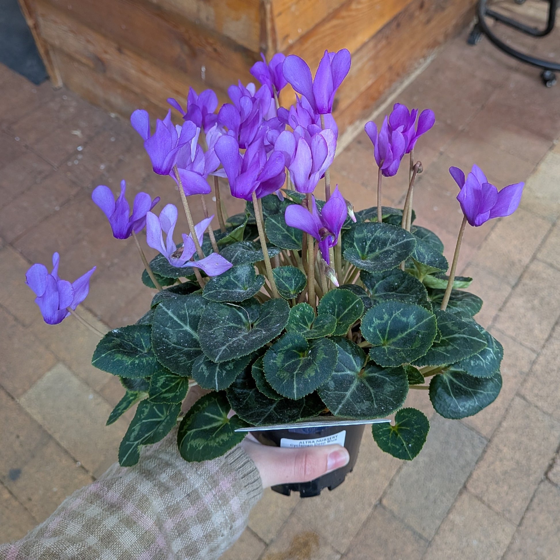 Cyclamen Deep Blue 100mm