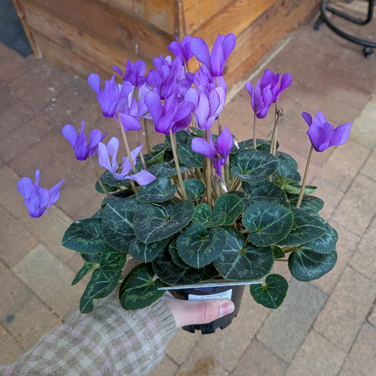 Cyclamen Deep Blue 100mm