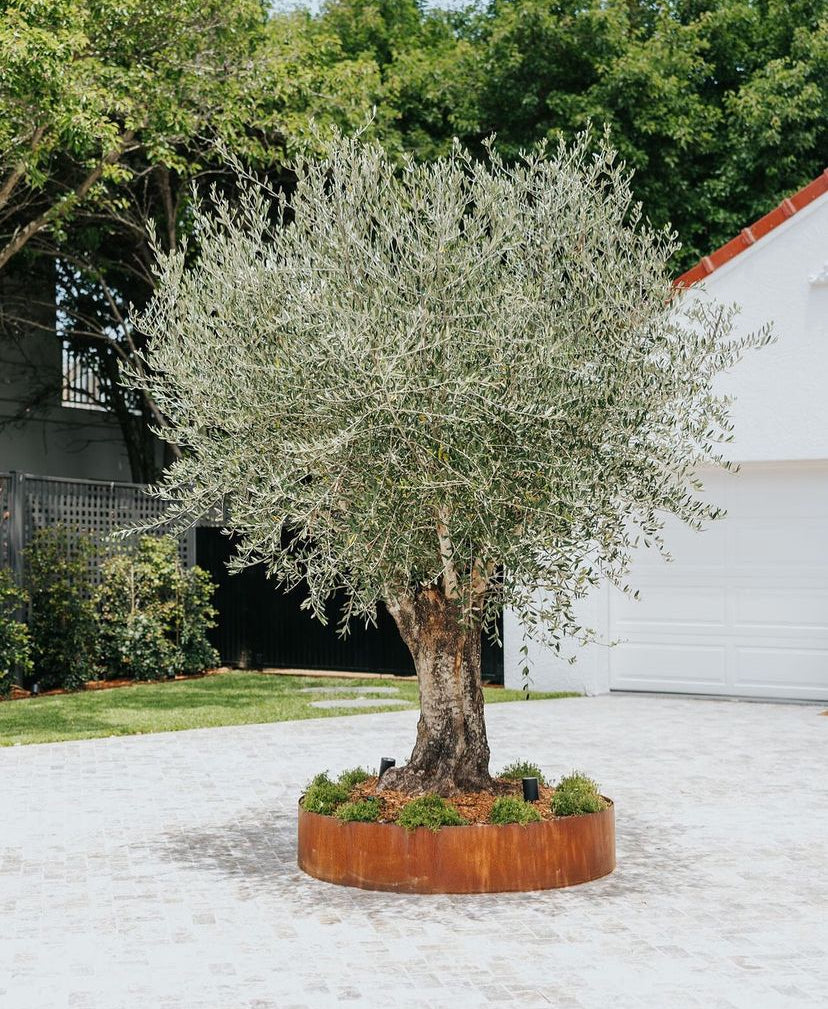 Corten Ring [h:100mm Dia:575mm]