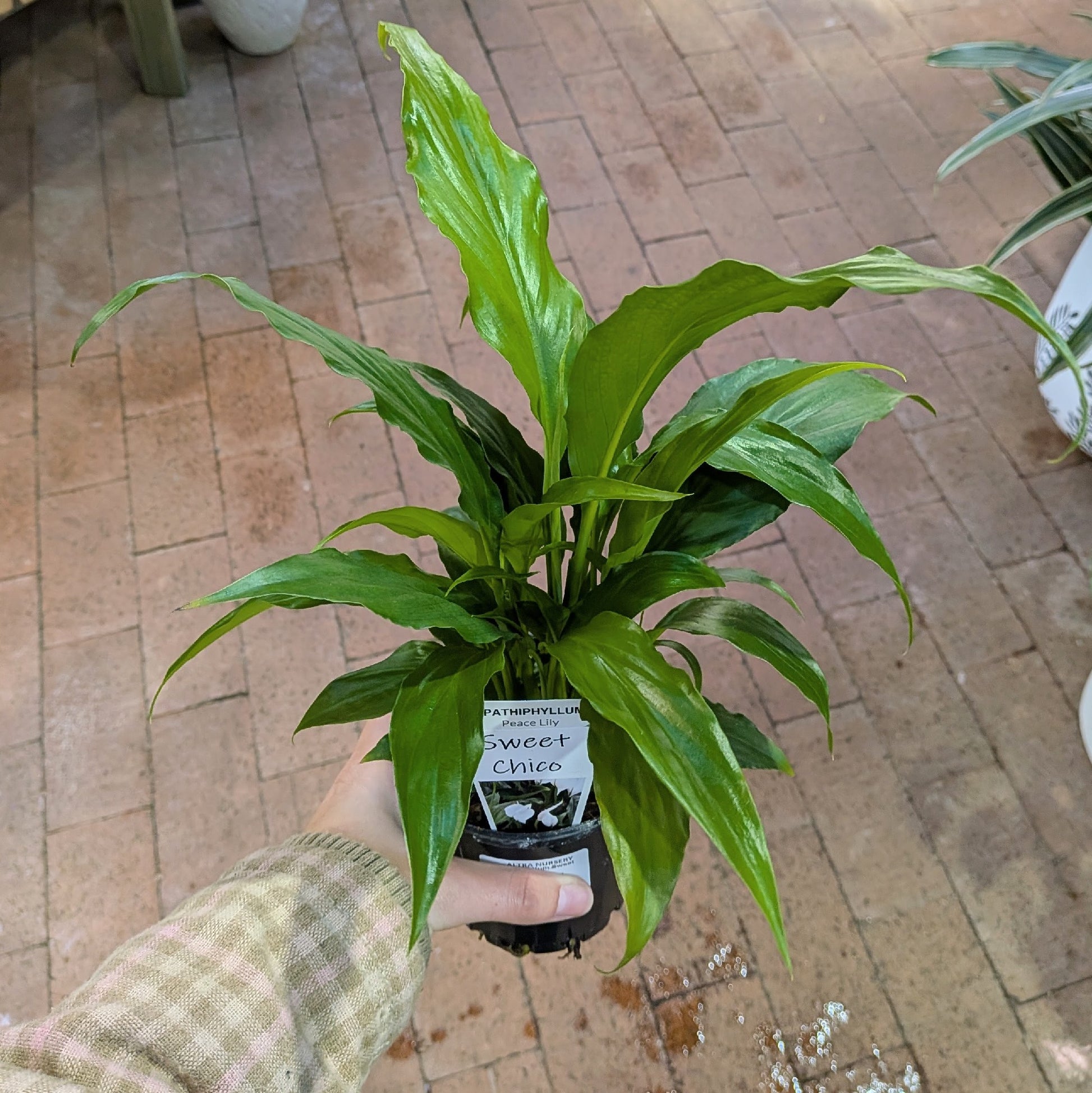 Spathiphyllum Sweet Chico 100mm
