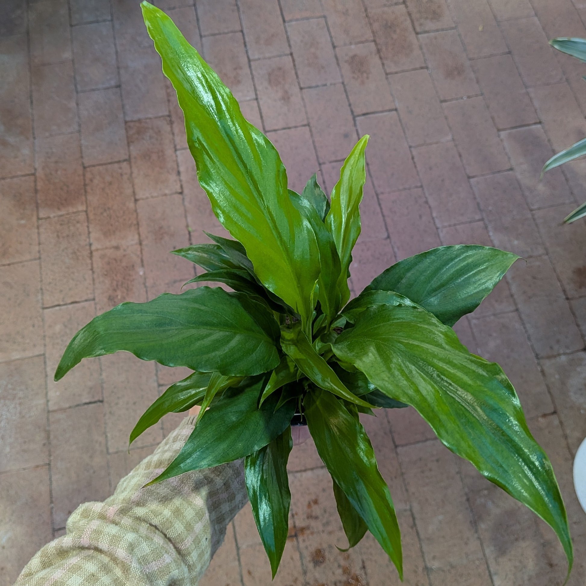 Spathiphyllum Sweet Chico 100mm