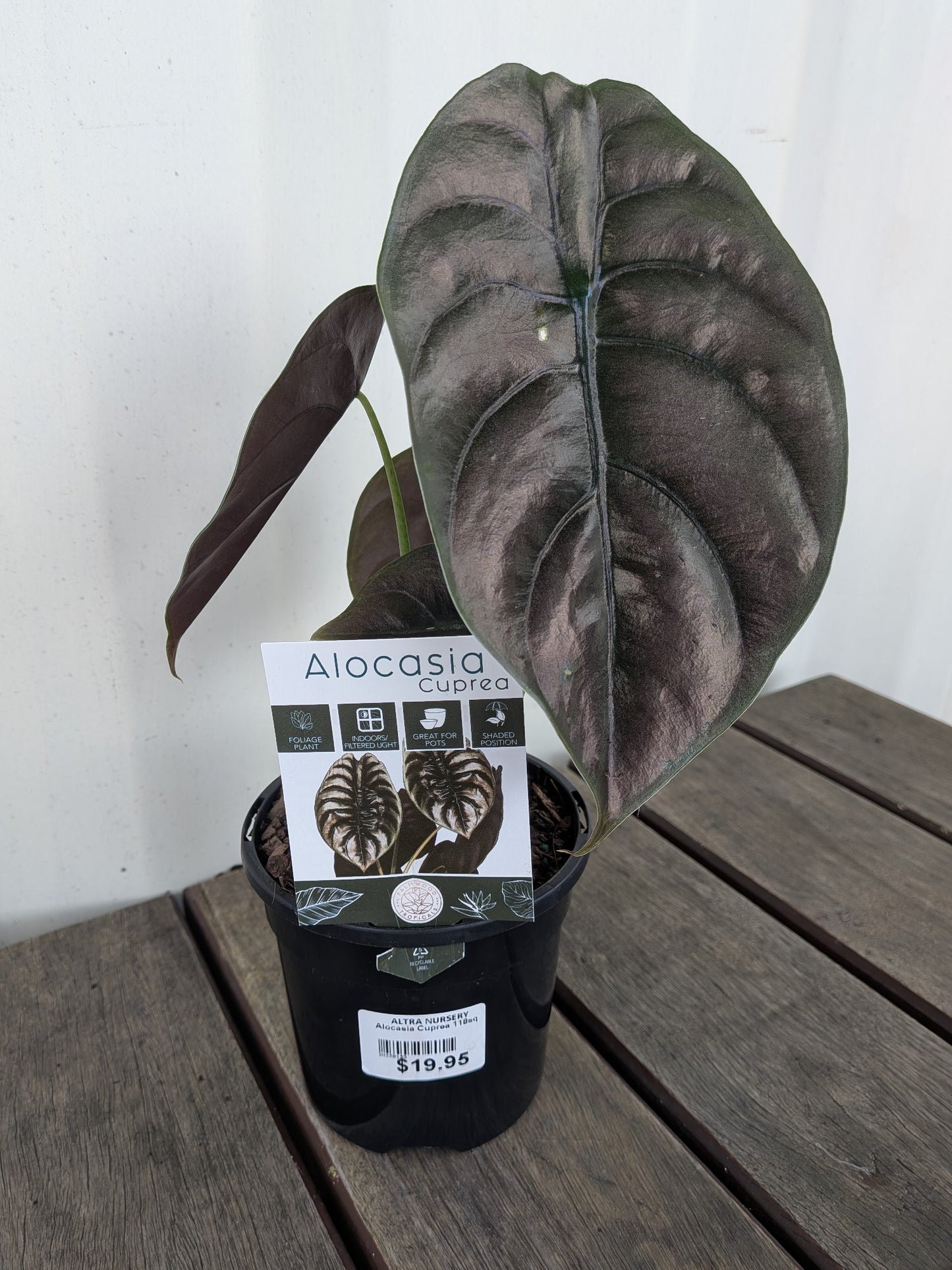Alocasia Cuprea 118sq