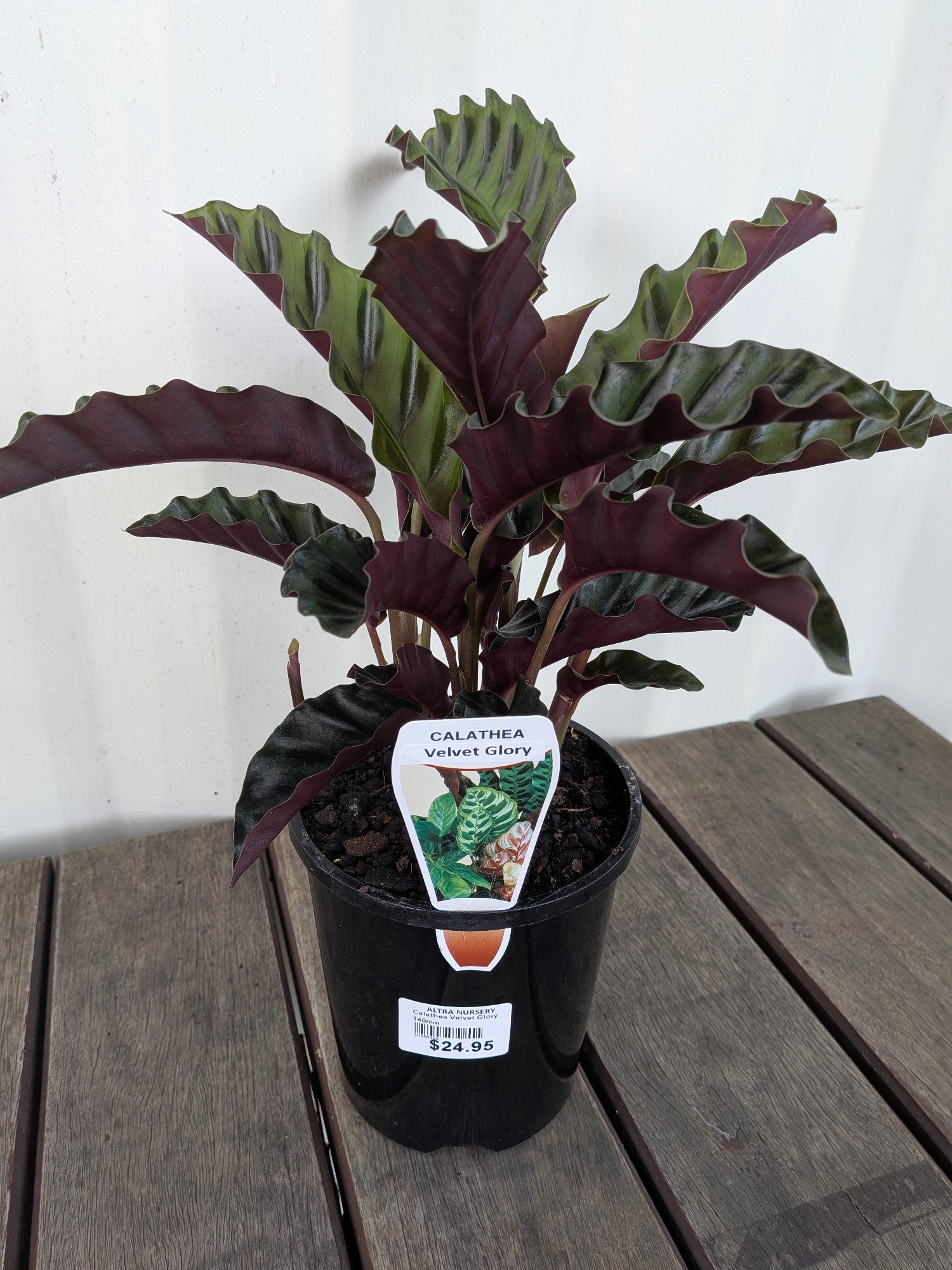Calathea Velvet Glory 140mm