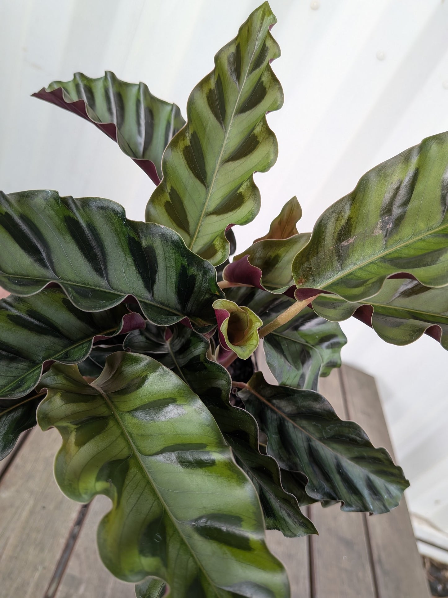 Calathea Velvet Glory 140mm