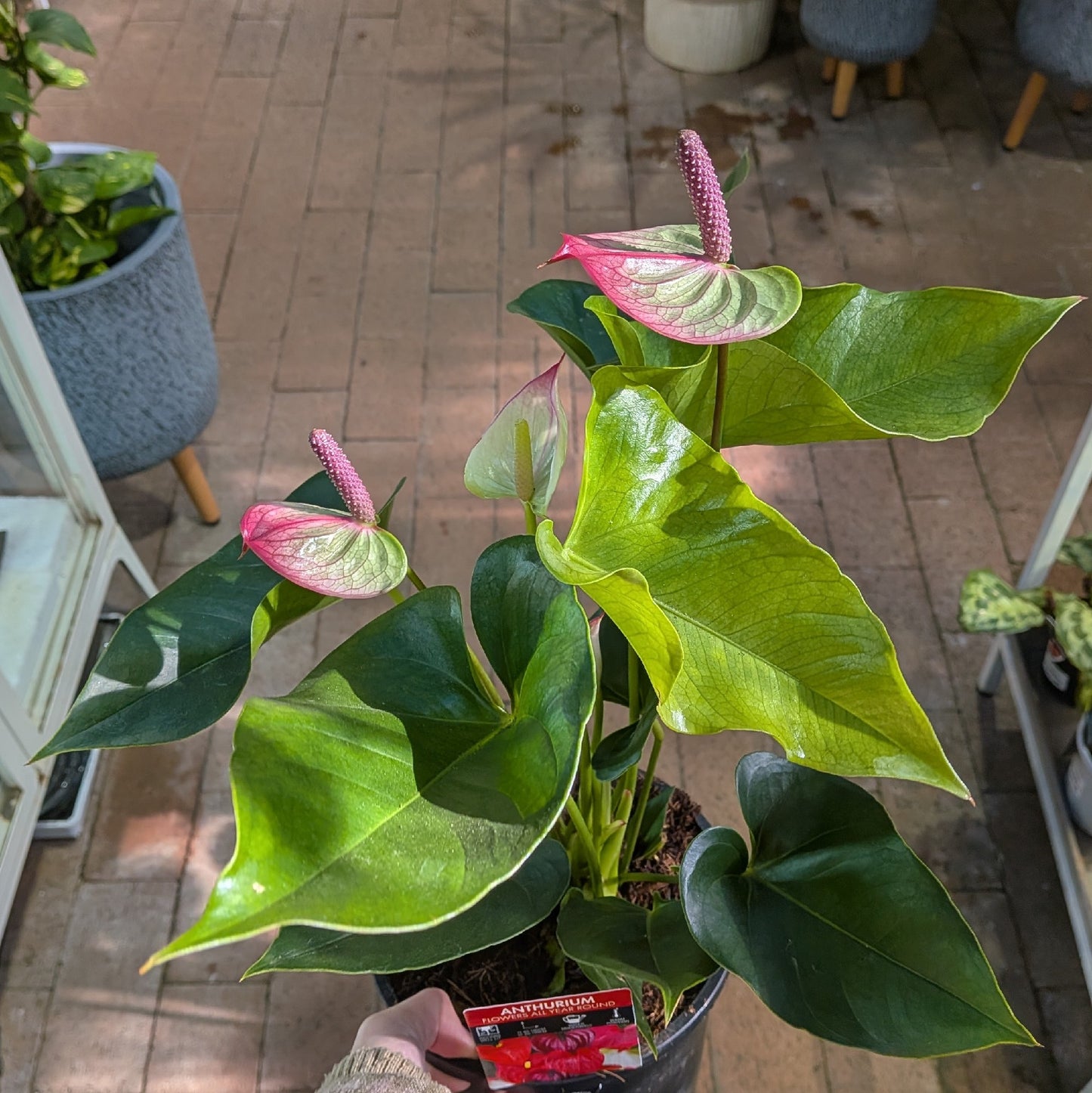Anthurium 170mm