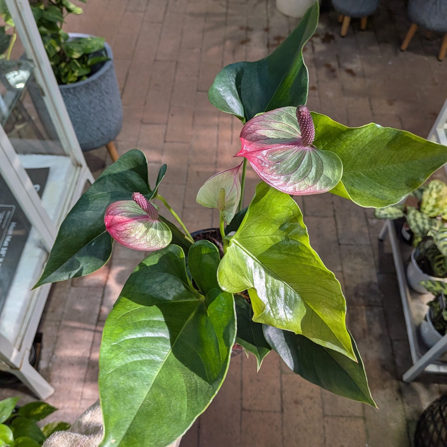 Anthurium 170mm