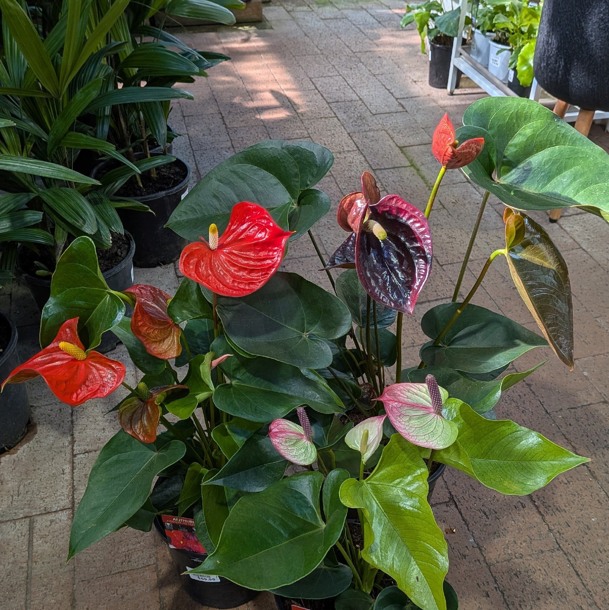 Anthurium 170mm